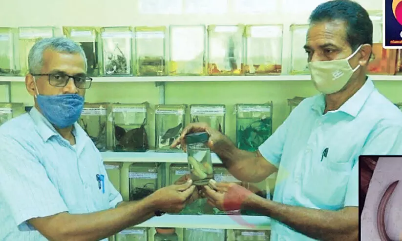 കൗതുകമുണർത്തി അസാധാരണ വലുപ്പമുള്ള മണ്ണിര