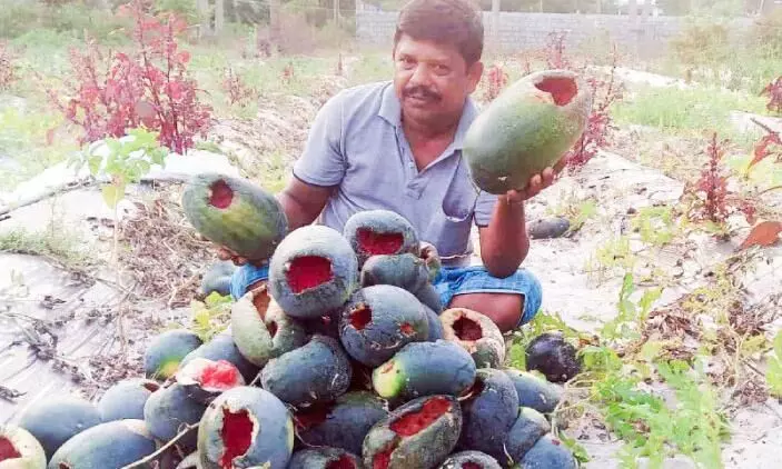 Watermelon farmer