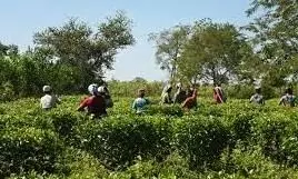 കാർഷിക ബോർഡുകളുടെ ഘടനമാറ്റ നീക്കം;  ആശങ്കയോടെ ചെറുകിട കർഷകർ