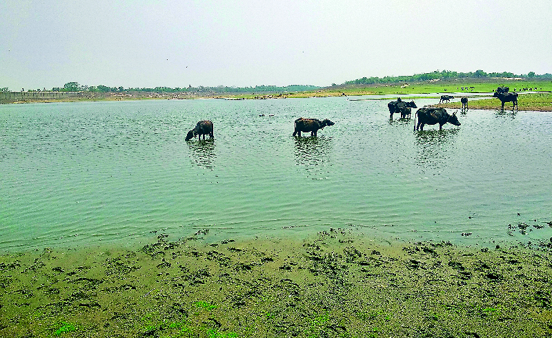 മീങ്കര ഡാമിൽ ചുറ്റുവേലി തകർത്ത്​ കന്നുകാലികളെ ഇറക്കുന്നു