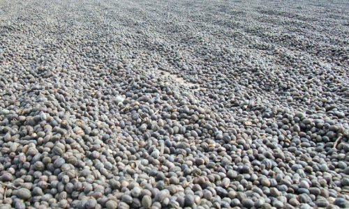 വ​യ​നാ​ട് ജില്ലയിൽ കാപ്പി സംഭരണം ആരംഭിക്കുന്നു