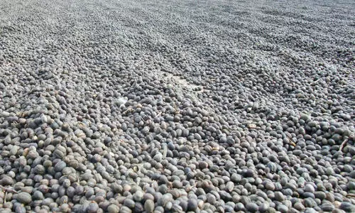 വ​യ​നാ​ട് ജില്ലയിൽ കാപ്പി സംഭരണം ആരംഭിക്കുന്നു