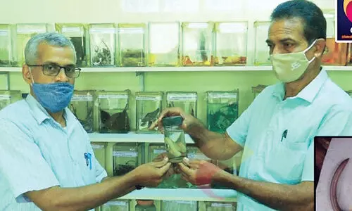 കൗതുകമുണർത്തി അസാധാരണ വലുപ്പമുള്ള മണ്ണിര