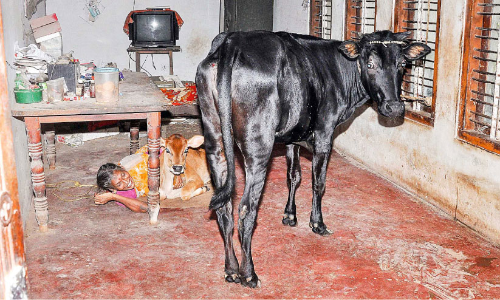 Cows are like children Cows are like children