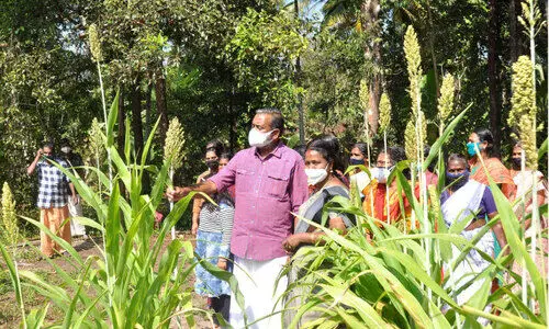 Maize cultivation Vayalar with success story