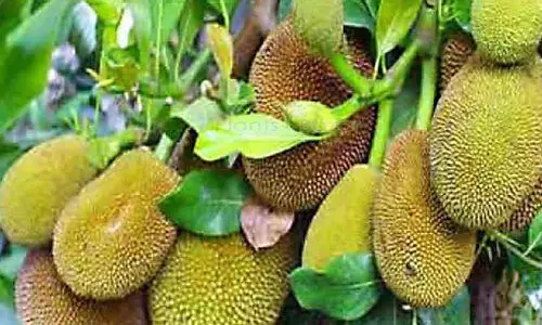 jackfruit