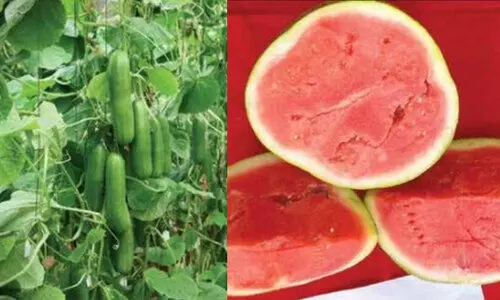 വൻ വിളവ് തരുന്ന കക്കരി, കുരു ഇല്ലാത്ത തണ്ണിമത്തൻ;   മികച്ച ഹൈബ്രിഡ് വിത്തുകളുമായി കേരള കാർഷിക സർവകലാശാല