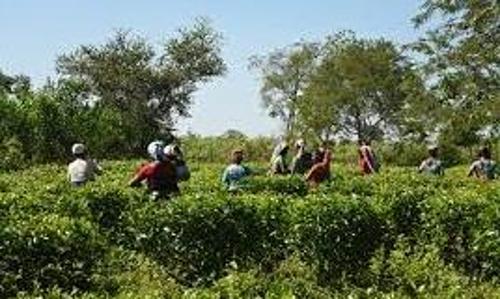 കാർഷിക ബോർഡുകളുടെ ഘടനമാറ്റ നീക്കം;  ആശങ്കയോടെ ചെറുകിട കർഷകർ