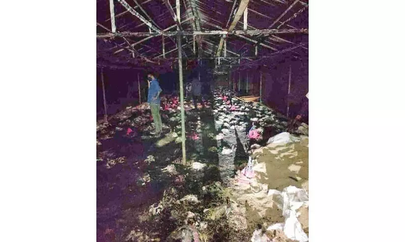 കോഴി ഫാമിൽ തീപിടിത്തം; 2500 കോഴികൾ ചത്തു