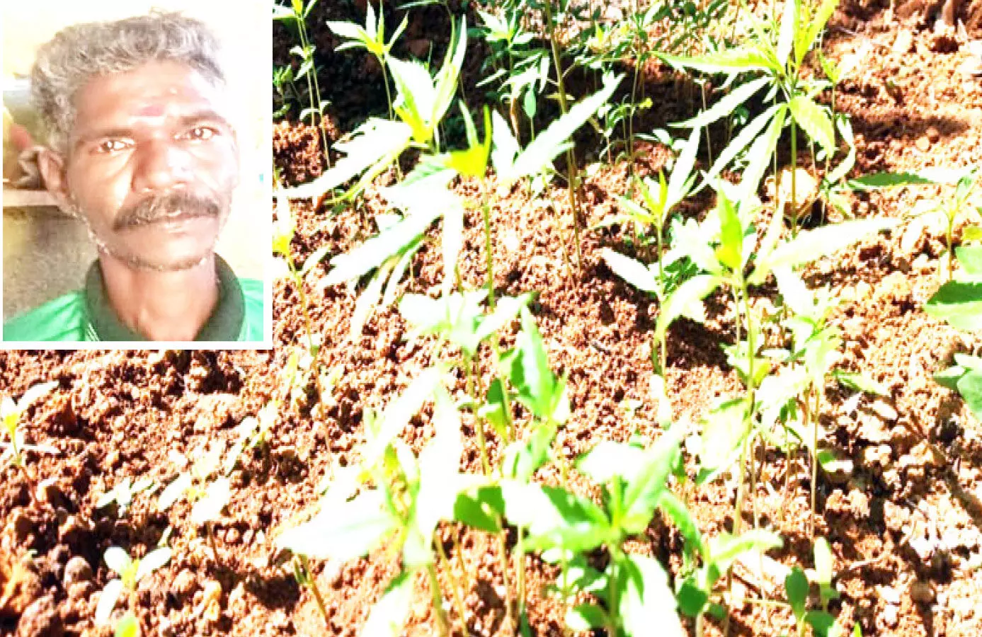 Growing cannabis in the backyard;  Grihanathan arrested