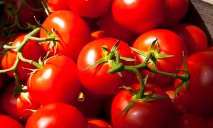 tomato price drops in to four and five; Farmers in crisis
