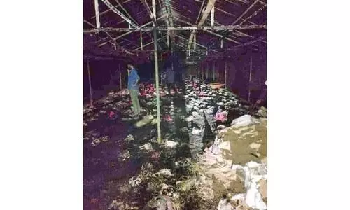 കോഴി ഫാമിൽ തീപിടിത്തം; 2500 കോഴികൾ ചത്തു