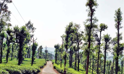 കെടുകാര്യസ്ഥത; പ്രിയദർശിനി തേയിലത്തോട്ടം അടച്ചുപൂട്ടൽ ഭീഷണിയിൽ