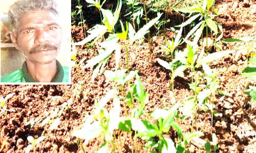 Growing cannabis in the backyard;  Grihanathan arrested