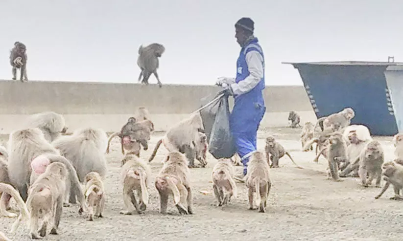 കുരങ്ങുശല്യം: ദേശീയ വന്യജീവി സംരക്ഷണ കേന്ദ്രം നടപടിക്കൊരുങ്ങുന്നു കുരങ്ങുശല്യം: ദേശീയ വന്യജീവി സംരക്ഷണ കേന്ദ്രം നടപടിക്കൊരുങ്ങുന്നു
