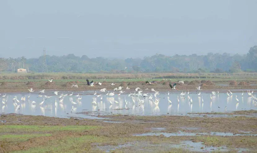 Finding that the arrival of migratory birds is low Finding that the arrival of migratory birds is low