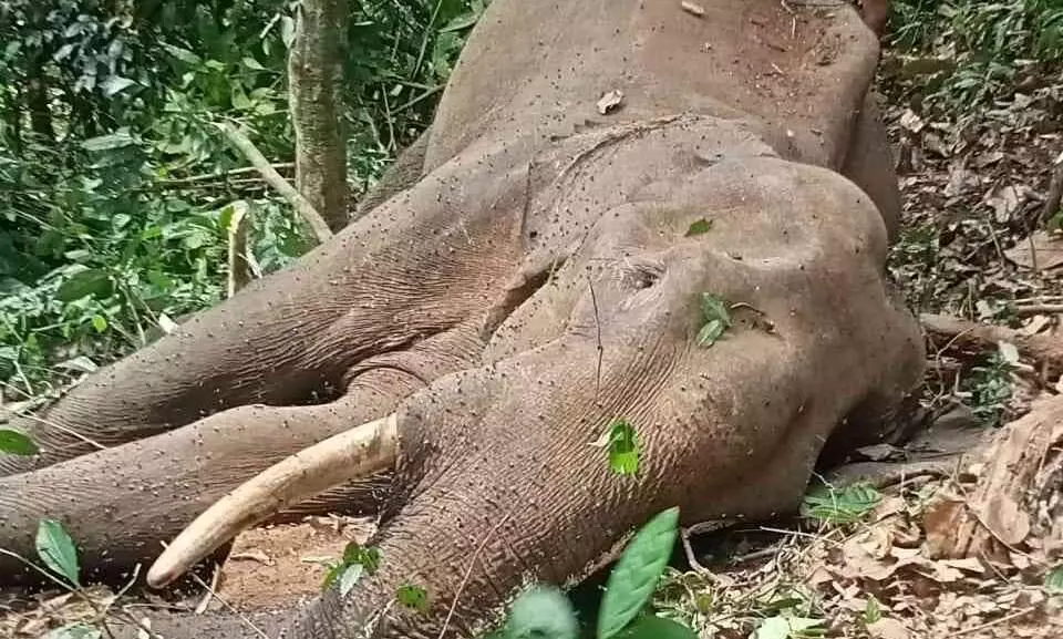 പനംകുടന്ത വനത്തിൽ കാട്ടാനയെ ചെരിഞ്ഞ നിലയിൽ കണ്ടെത്തി