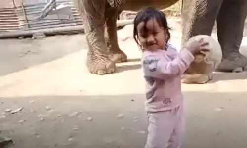 ആനക്കൊപ്പം ഫുട്ബാൾ കളിക്കുന്ന മൂന്ന് വയസുകാരി; അസമിൽ നിന്നുള്ള വിഡിയോ വൈറലാകുന്നു