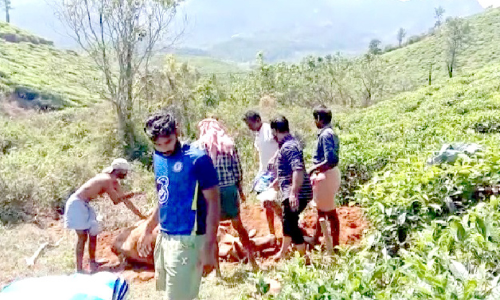 അട്ടമലയും ചൂരൽമലയും പുലിപ്പേടിയിൽ