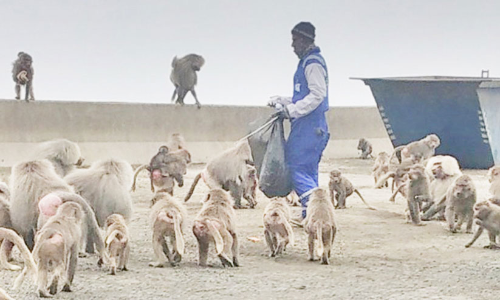കുരങ്ങുശല്യം: ദേശീയ വന്യജീവി സംരക്ഷണ കേന്ദ്രം നടപടിക്കൊരുങ്ങുന്നു കുരങ്ങുശല്യം: ദേശീയ വന്യജീവി സംരക്ഷണ കേന്ദ്രം നടപടിക്കൊരുങ്ങുന്നു