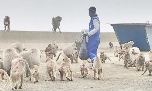കുരങ്ങുശല്യം: ദേശീയ വന്യജീവി സംരക്ഷണ കേന്ദ്രം നടപടിക്കൊരുങ്ങുന്നു