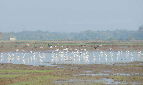 Finding that the arrival of migratory birds is low