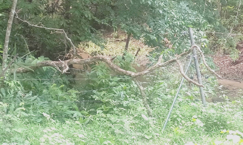 നോക്കുകുത്തിയായി സൗരോർജ വേലികള്‍; വന്യമൃഗങ്ങൾ കൃഷിയിടത്തിലേക്ക്