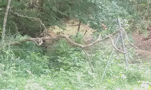 നോക്കുകുത്തിയായി സൗരോർജ വേലികള്‍; വന്യമൃഗങ്ങൾ കൃഷിയിടത്തിലേക്ക്