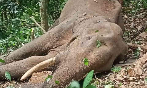 പനംകുടന്ത വനത്തിൽ കാട്ടാനയെ ചെരിഞ്ഞ നിലയിൽ കണ്ടെത്തി