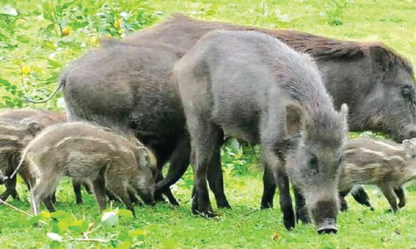 wild boar menace