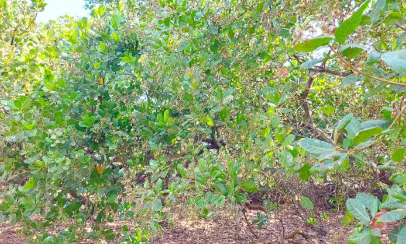 കരിയാത്ത പ്രതീക്ഷയിൽ കശുവണ്ടിക്കാലം....