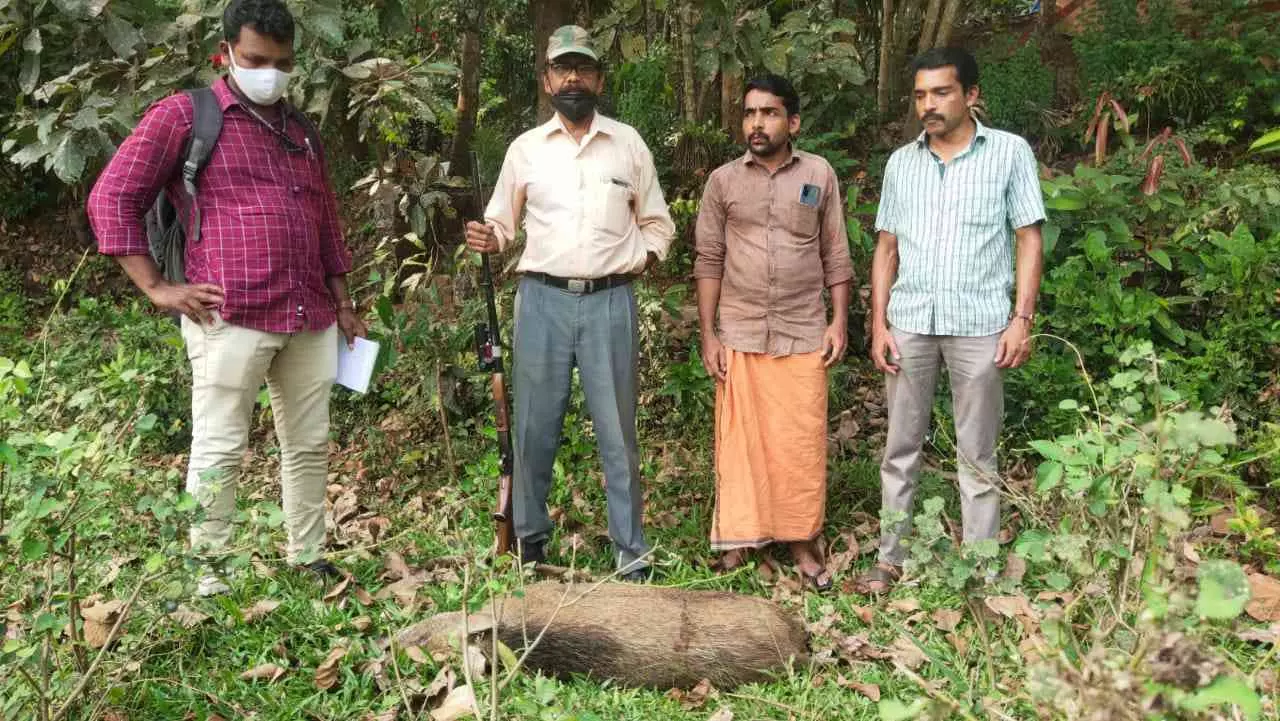 കാട്ടുപന്നിയെ വെടിവെച്ചുകൊന്നു