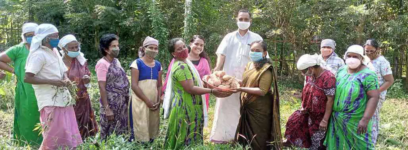 മധുരക്കിഴങ്ങ് വിളവെടുപ്പ്