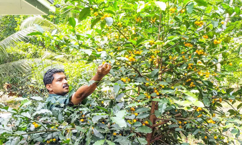 Noufals farm Noufals farm