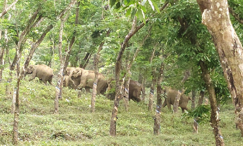 ആറളം ഫാമിൽ കാട്ടാന തുരത്തൽ യജ്ഞം തുടങ്ങി