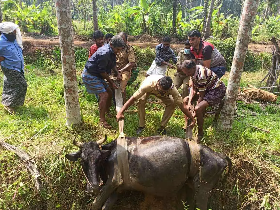 കാനയിൽ കുടുങ്ങിയ പശുവിനെ രക്ഷപ്പെടുത്തി