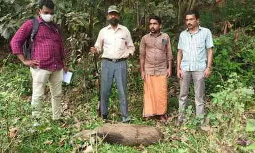 കാട്ടുപന്നിയെ വെടിവെച്ചുകൊന്നു കാട്ടുപന്നിയെ വെടിവെച്ചുകൊന്നു