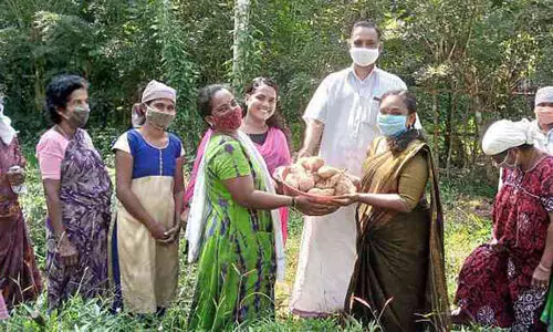 മധുരക്കിഴങ്ങ് വിളവെടുപ്പ്