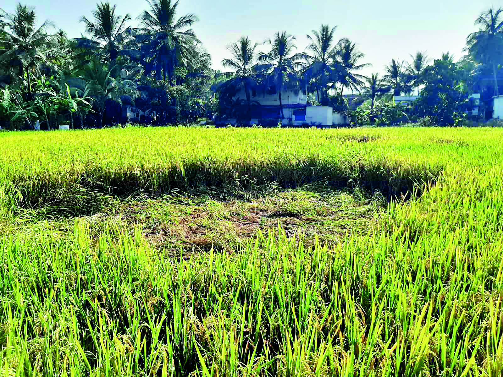 പന്നി ശല്യം രൂക്ഷം: പൂക്കോട്ടൂരില്‍ കര്‍ഷകര്‍ കളമൊഴിയുന്നു