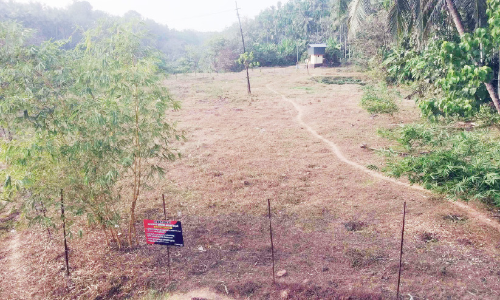 പച്ചില വനം യാഥാർഥ്യമായില്ല