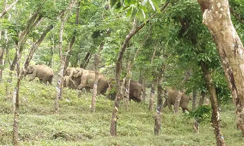 ആറളം ഫാമിൽ കാട്ടാന തുരത്തൽ യജ്ഞം തുടങ്ങി