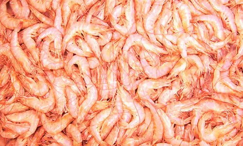 ചെ​മ്മീ​ൻ ട്രോ​ളി​ങ്ങി​നും വി​ൽ​പ​ന​ക്കും നി​രോ​ധ​നം