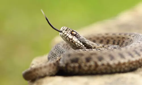 പാമ്പ് കടിയേറ്റാൽ ആദ്യം ചെയ്യേണ്ടത്...