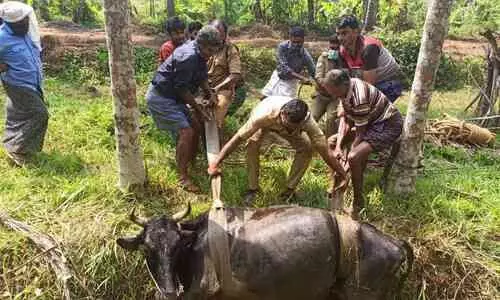 കാനയിൽ കുടുങ്ങിയ പശുവിനെ രക്ഷപ്പെടുത്തി