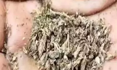 മുക്കാൽ കിലോ കഞ്ചാവ് കൂടി പിടികൂടി