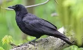 സിഗരറ്റ് കുറ്റി പെറുക്കാൻ കൂലിക്ക് കാക്കകളെ നി​യമിച്ച് സ്വീഡൻ; കാരണം രസകരമാണ്