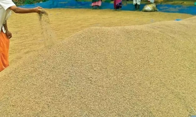 farmer trying to dry paddy
