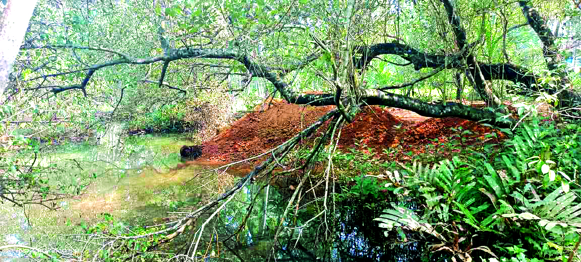 ചേലേമ്പ്രയിൽ തണ്ണീർത്തടങ്ങൾ മണ്ണിട്ട് നികത്തുന്നു