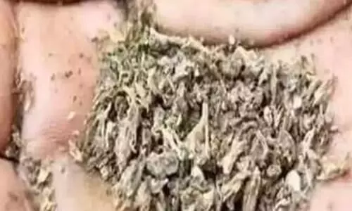 മുക്കാൽ കിലോ കഞ്ചാവ് കൂടി പിടികൂടി