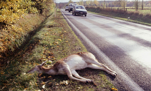 മൃ​ഗ​ങ്ങ​ൾ ചാ​വു​ന്ന​ത്​ റി​പ്പോ​ർ​ട്ട്​ ചെ​യ്യ​ണം​
